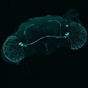 Immunofluorescent image of a male Drosophila brain labeled with DSHB antibody PDF C7 against Pigment-dispersing factor neuropeptide. Image Credit: Frank Schubert, Rieger Lab, University of Wurzburg.